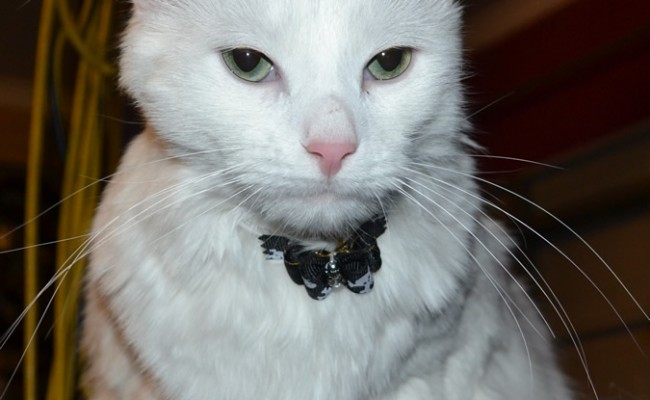 After – Erick the Norweigan Forest cat came in for a fur rake. Pampered by Kylies Cat Grooming services Also All Size Dogs.