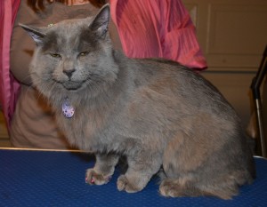 After - River is a Russian Blue X who came in to have belly, bum and feet clipped, nails clipped with Purple Softpaw Nail Caps and fur raking. ampered by Kylies Cat Grooming Services Also All Size Dogs.