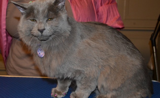After – River is a Russian Blue X who came in to have belly, bum and feet clipped, nails clipped with Purple Softpaw Nail Caps and fur raking.  ampered by Kylies Cat Grooming Services Also All Size Dogs.