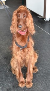 Before - Scarlett is a Irish setter who came in for a wash n blowdry and nails clipped. Pampered by Kylies Cat Grooming Services Also All Size Dogs.