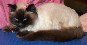 Panda is a Ragdoll breed who had a medium length fur clip plus a full groom and is wearing her Baby Pink Softpaw Nail Caps. Pampered by Kylies Cat Grooming Services Also All Size Dogs.