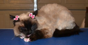 Marly is a Sealpoint Ragdoll pampered by Kylies cat Grooming Services Also All Size Dogs