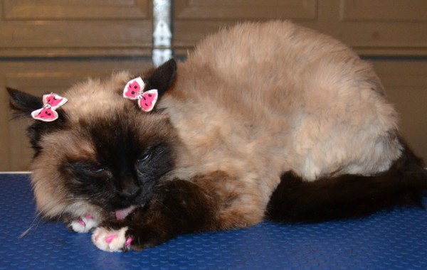 Marly is a Sealpoint Ragdoll pampered by Kylies cat Grooming Services Also All Size Dogs