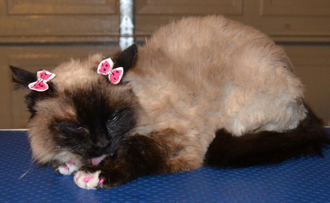 Marly is a Sealpoint Ragdoll pampered by Kylies cat Grooming Services Also All Size Dogs