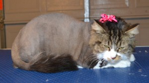 Tiger is a Medium Length Hair Female Tabby, pampered by Kylies Cat Grooming Services Also All Size Dogs