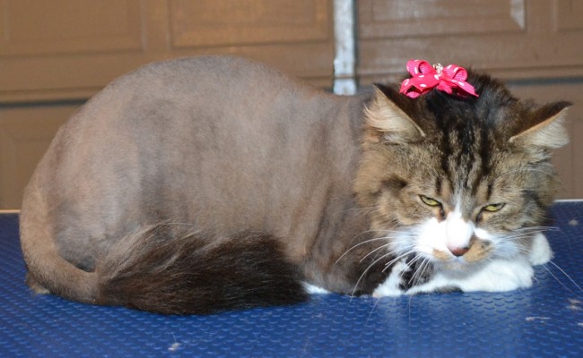 Tiger is a Medium Length Hair Female Tabby, pampered by Kylies Cat Grooming Services Also All Size Dogs