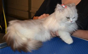 After - Ruby is a 11 and half week old Persian Kitten. She came in for fur raking, nail clipping and wash n blowdry. Pampered by Kylies Cat Grooming Services Also All Size Dogs.