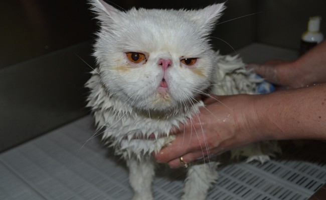 Charlie is a Short hair Persian, he came in for  fur raking, wash n blowdry, nails clipped and Glitter Blue Softpaw nail caps. Pampered by Kylies Cat Grooming Services Also All Size Dogs.