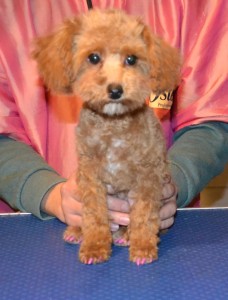 Poodle is a 3mth old Toy Poodle that has been pampered by Kylies cat Grooming Services Also All Size Dogs