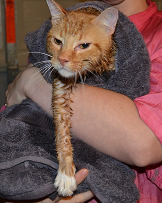Ready to be dried by the blowdryer - Sam is a Short Hair Ginger breed pampered by Kylies Cat Grooming Services Also All Size Dogs
