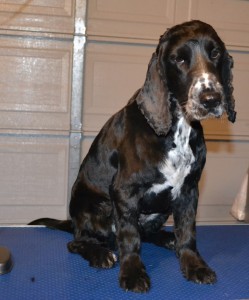 Ashee is a Cocker Spaniel that has been pampered by Kylies Cat Grooming Services Also All Size Dogs