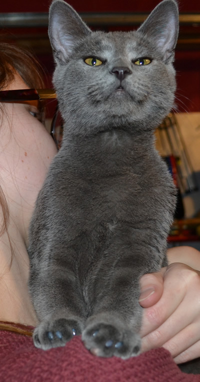 Jenkins is a 4 Month old Short Hair Domestic who came in for some Glitter Blue Softpaw Nail Caps. Pampered by Kylies Cat Grooming Services Also All Size Dogs.