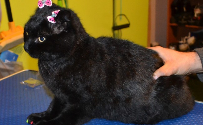 Salem is a short hair domestic who came in for a good brush out, wash n blow dry, nail clipping and some colorful Softpaw nail Caps.  Pampered by Kylies Cat Grooming Services Also All Size Dogs.