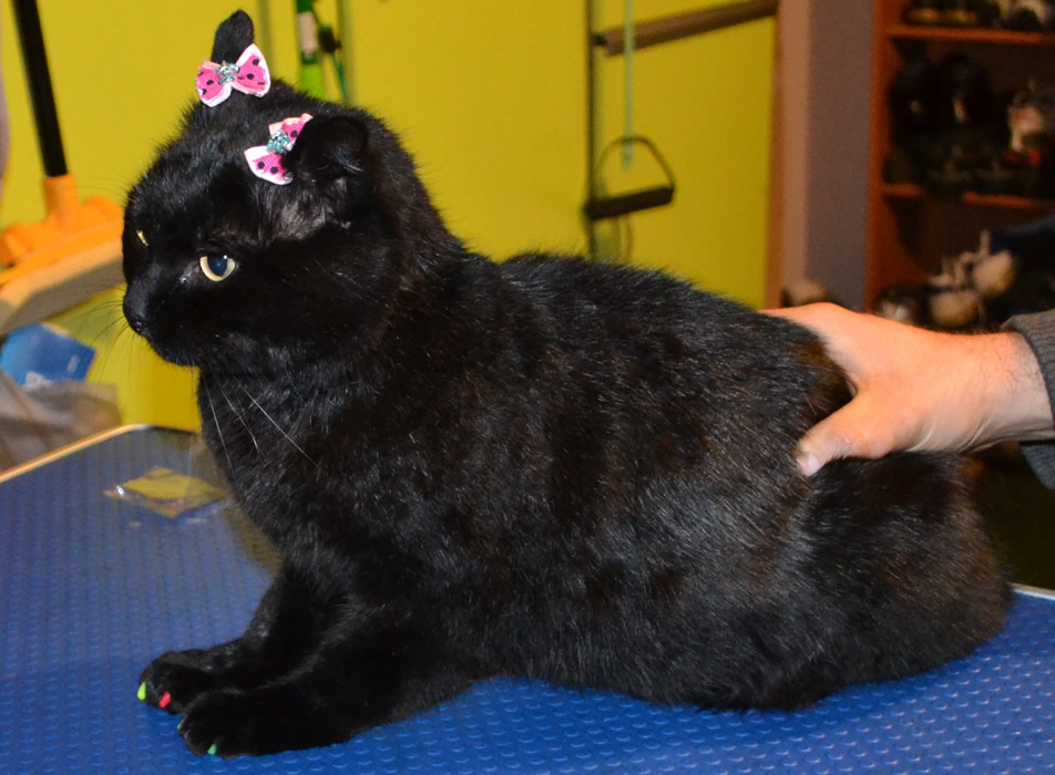 Salem is a short hair domestic who came in for a good brush out, wash n blow dry, nail clipping and some colorful Softpaw nail Caps. Pampered by Kylies Cat Grooming Services Also All Size Dogs.
