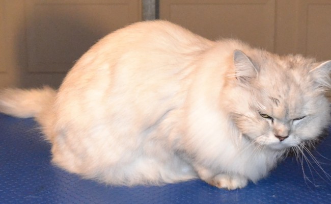 After – Fairfax is a Australian Tiffanie breed. He came in for a fur raking, wash n blowdry, nails clipped and some Softpaw nail caps. Pampered by Kylies Cat Grooming Services Also All Size Dogs.