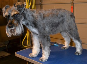 Hugo is a Schnauzer pampered by Kylies Cat Grooming Services Also All Size Dogs