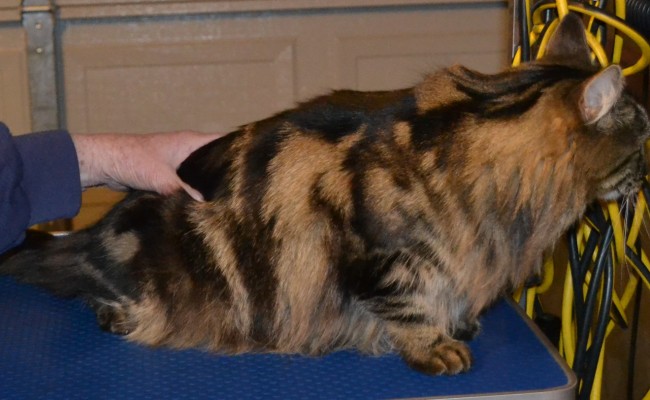 Before – Magic is a Norwegian Forest Cat who came in for a fur raking and nails clipped. Pampered by Kylies Cat Grooming Services Also All Size Dogs.