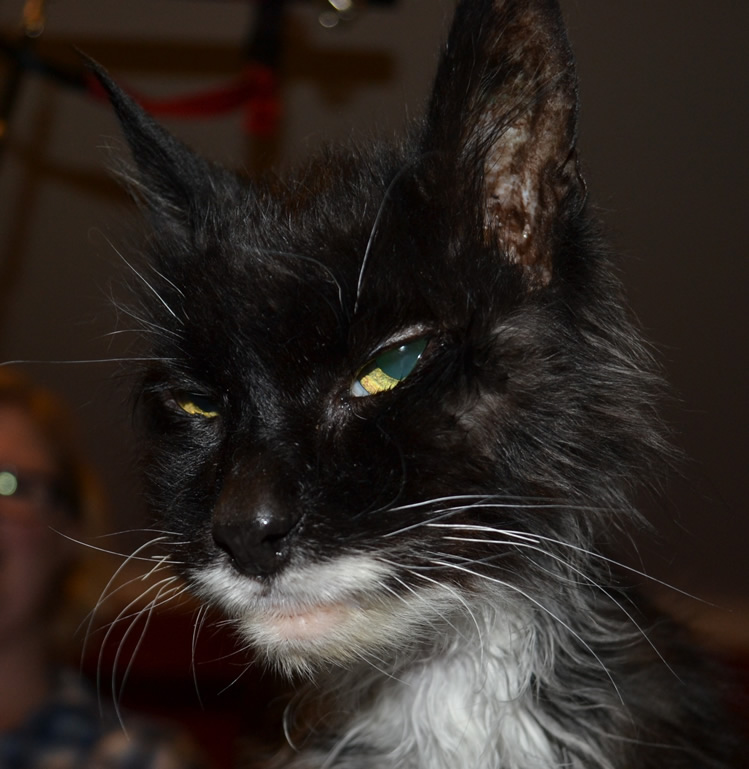After shot- Sam is a 17 year old Norwegian Forest Cat who has Hyperthyroidism for the last 2 years which makes him very thin and also makes his fur all greasy as he is now a sweater. Pampered by Kylies Cat Grooming Services Also All Size Dogs.