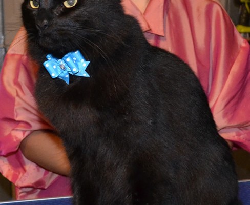 After shot –  Merzbow is a Mainecoon X Domestic breed pampered by Kylies Cat Grooming Services Also All Size Dogs