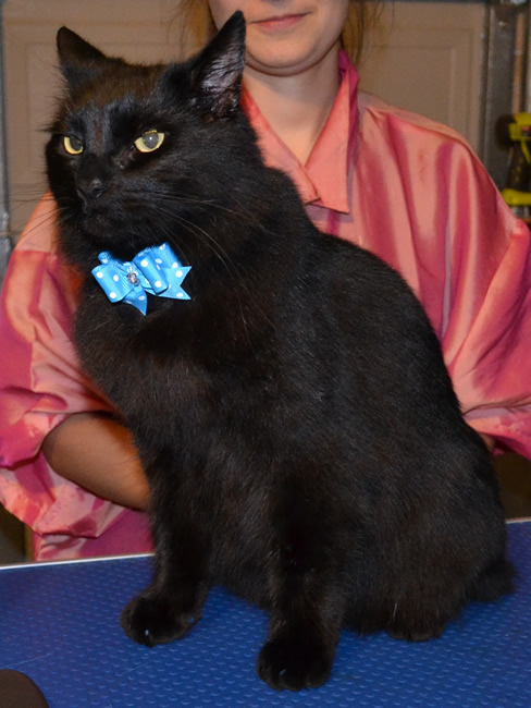 After shot - Merzbow is a Mainecoon X Domestic breed pampered by Kylies Cat Grooming Services Also All Size Dogs