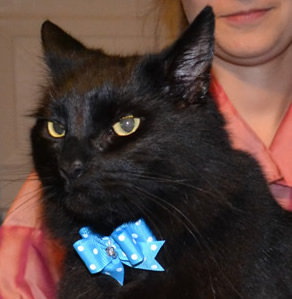 Merzbow is a Mainecoon X Domestic breed pampered by Kylies Cat Grooming Services Also All Size Dogs