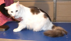 After - Erick the Norweigan Forest cat came in for a fur rake. Pampered by Kylies Cat Grooming services Also All Size Dogs.