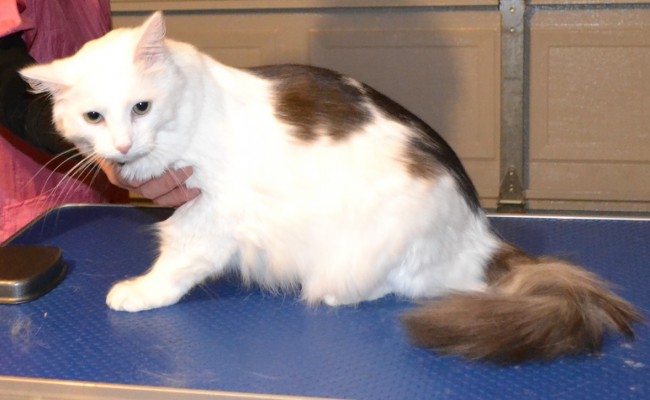 After – Erick the Norweigan Forest cat came in for a fur rake. Pampered by Kylies Cat Grooming services Also All Size Dogs.
