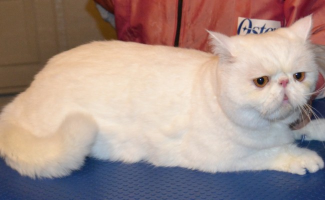 After – Charlie is a Short hair Persian, he came in for  fur raking, wash n blowdry, nails clipped and Glitter Blue Softpaw nail caps. Pampered by Kylies Cat Grooming Services Also All Size Dogs.