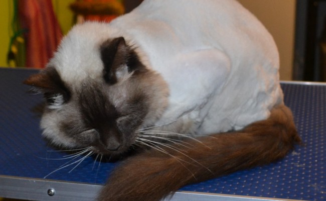 helby is a Sealpoint Ragdoll breed. Pampered by Kylies Cat Grooming Services Also All Size Dogs
