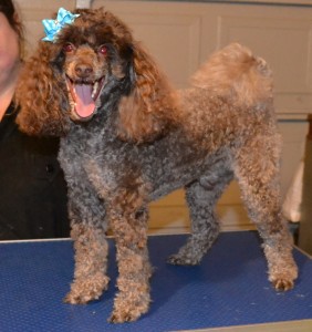 Pip is a Poodle. Pampered by Kylies Cat Grooming Services Also All Size Dogs.
