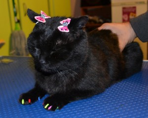 Salem is a short hair domestic who came in for a good brush out, wash n blow dry, nail clipping and some colorful Softpaw nail Caps. Pampered by Kylies Cat Grooming Services Also All Size Dogs.