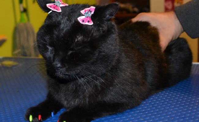 Salem is a short hair domestic who came in for a good brush out, wash n blow dry, nail clipping and some colorful Softpaw nail Caps.  Pampered by Kylies Cat Grooming Services Also All Size Dogs.