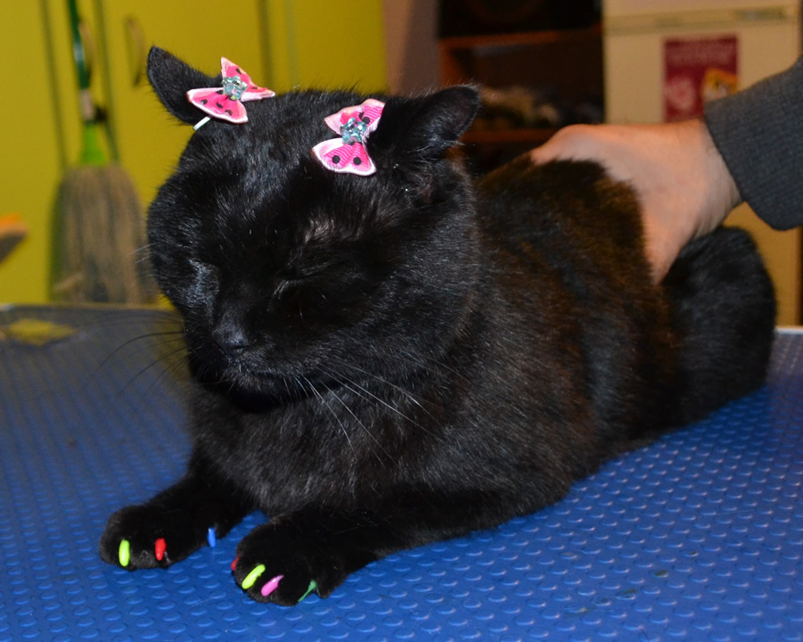 Salem is a short hair domestic who came in for a good brush out, wash n blow dry, nail clipping and some colorful Softpaw nail Caps. Pampered by Kylies Cat Grooming Services Also All Size Dogs.