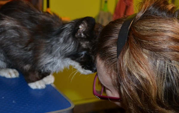 Sam is a 17 year old Norwegian Forest Cat who has Hyperthyroidism for the last 2 years which makes him very thin and also makes his fur all greasy as he is now a sweater. Pampered by Kylies Cat Grooming Services Also All Size Dogs.
