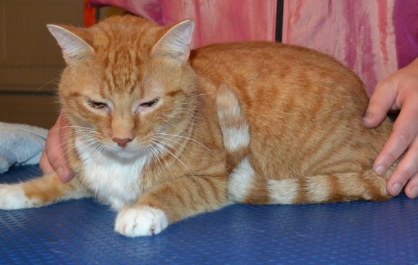 Sam is a Short Hair Ginger breed pampered by Kylies Cat Grooming Services Also All Size Dogs