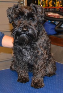 Ebony is a Schnauzer pampered by Kylies Cat Grooming Services Also All Size Dogs
