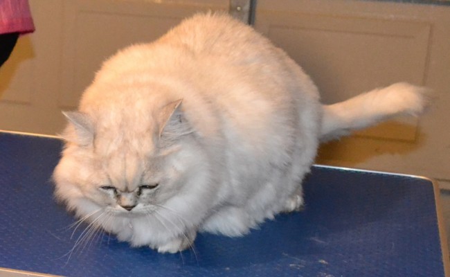 Before – Flora is a Australian Tiffanie breed. She came in for a fur raking, wash n blowdry, nails clipped and some Softpaw nail caps. Pampered by Kylies Cat Grooming Services Also All Size Dogs.