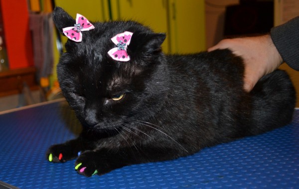 Salem is a short hair domestic who came in for a good brush out, wash n blow dry, nail clipping and some colorful Softpaw nail Caps. Pampered by Kylies Cat Grooming Services Also All Size Dogs.