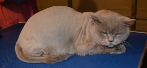 After - Ryder is a 7kg Short Hair British Blue. Pampered by Kylies Cat Grooming Services Also All Size Dogs