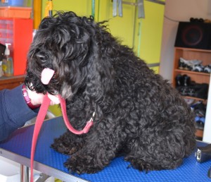 Bella is a Cavoodle, pampered by Kylies Cat Grooming Services Also All Size Dogs