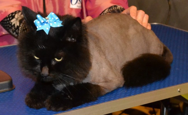 Pepa is a Ragdoll x Russian Blue breed, wearing Blue Softpaw nail Caps. Pampered by Kylies Cat Grooming Services Also All Size Dogs.