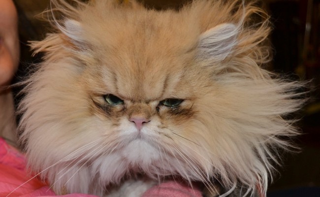 Luigi is a 9 month old Chinchilla Persian. Pampered by Kylies cat Grooming Services Also All Size Dogs.
