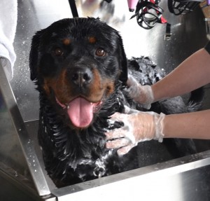 Bronx is a 18mth old Rottweiler, pampered by Kylies Cat Grooming Services Also All Size Dogs