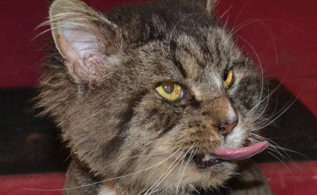 Leo is a Mainecoon pampered by Kylies Cat Grooming Services Also All Size Dogs.