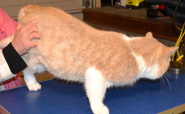Before – Caesar is a short hair British Blue who had a fur raking, wash n blowdry and nails clipped.  Pampered by Kylies Cat Grooming Services Also All Size Dogs.