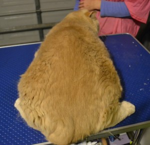 Before - The spread - Sailor is a 10kg Short Hair British Breed. Pampered by Kylies Cat Grooming Services Also All Size Dogs