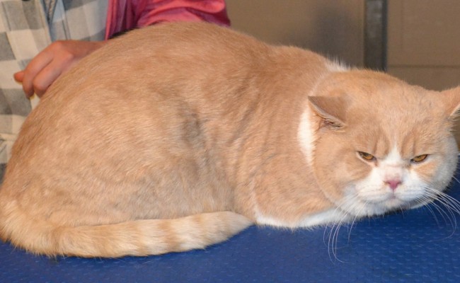 After – Caesar is a short hair British Blue who had a fur raking, wash n blowdry and nails clipped.  Pampered by Kylies Cat Grooming Services Also All Size Dogs.