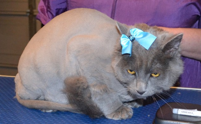 River is a Russian Blue x.  9th sept 2013 she has now had her fur shaved. and is wearing glitter Blue Softpaw nail Caps.  Pampered by Kylies cat Grooming services Also All Size Dogs.