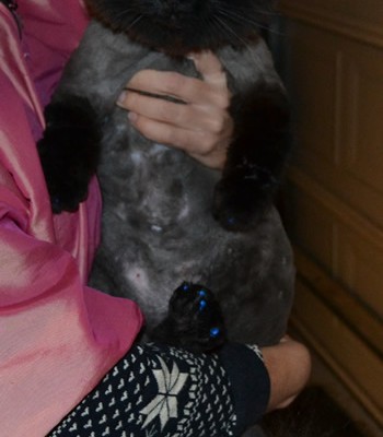 Pepa is a Ragdoll x Russian Blue breed, wearing Blue Softpaw nail Caps. Pampered by Kylies Cat Grooming Services Also All Size Dogs.