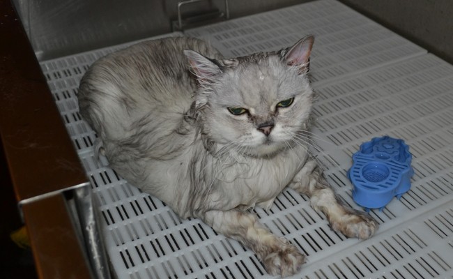 Flora is a Australian Tiffanie breed. She came in for a fur raking, wash n blowdry, nails clipped and some Softpaw nail caps. Pampered by Kylies Cat Grooming Services Also All Size Dogs.